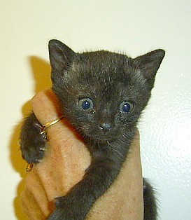 Bombay Kitten Picture