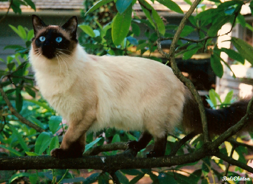 Picture of Balinese Cat