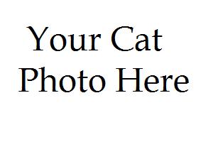 Your cat picture here